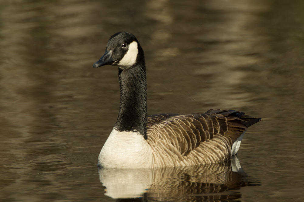 Pocono Lake