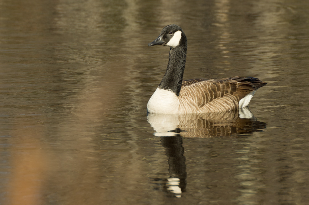 Pocono Lake