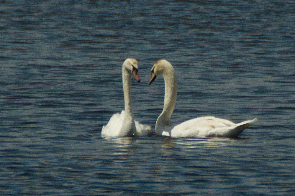 Pocono Lake