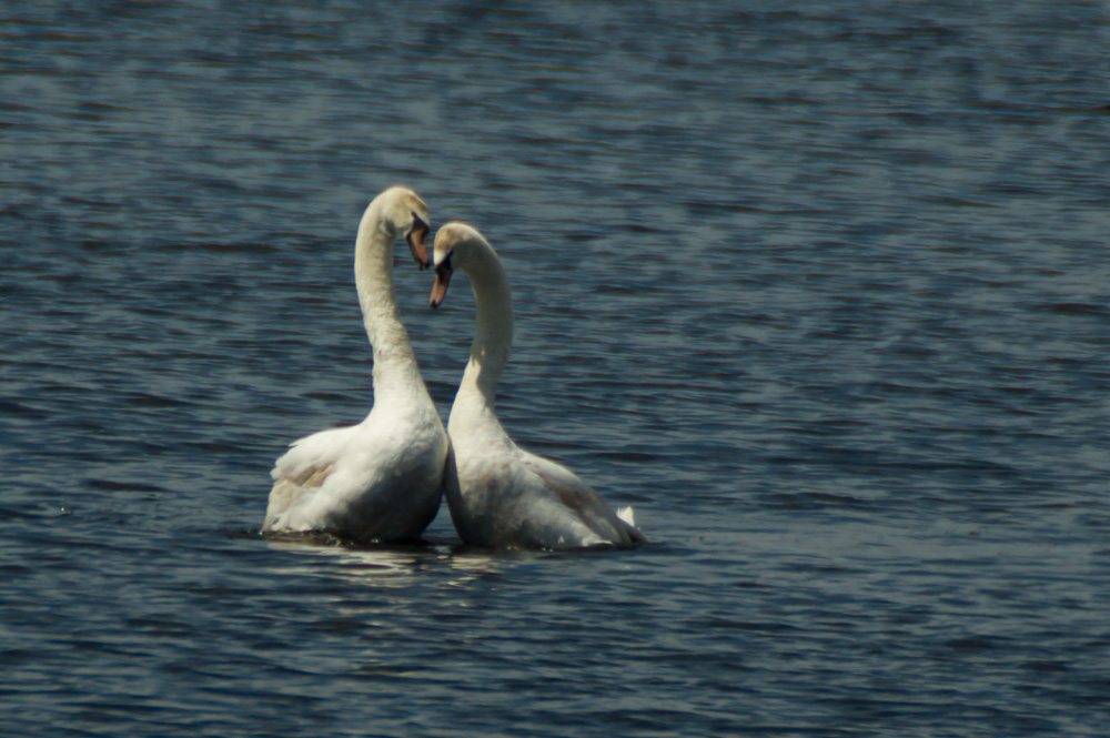 Pocono Lake