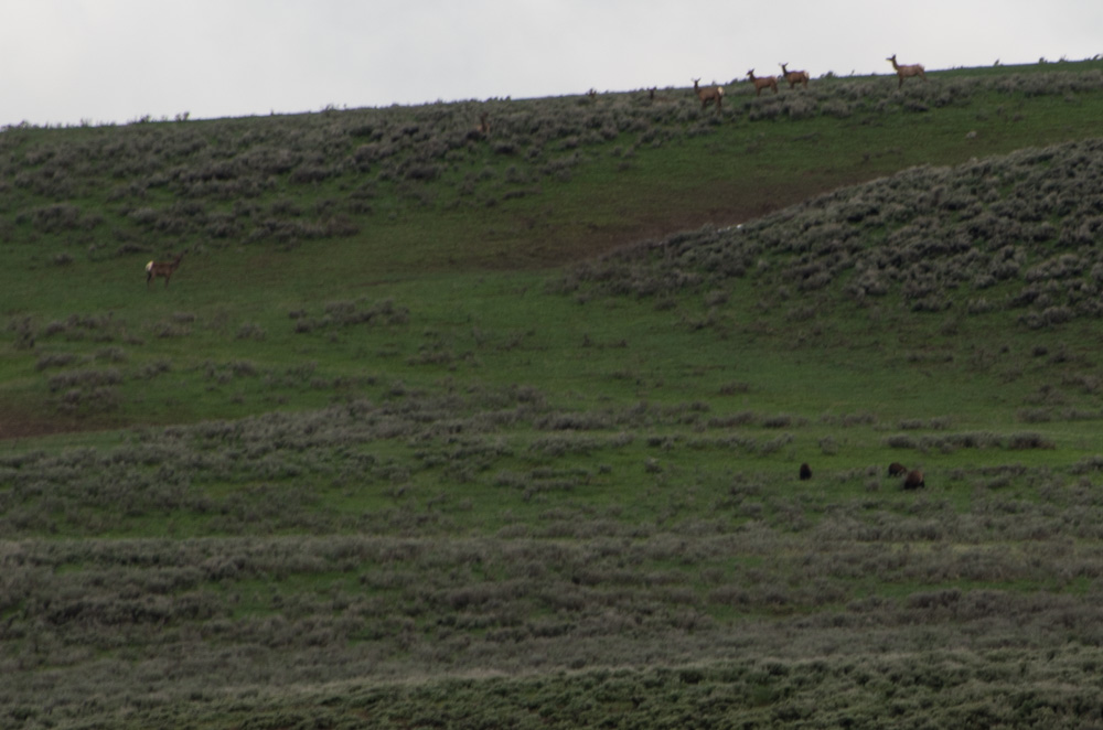 Yellowstone