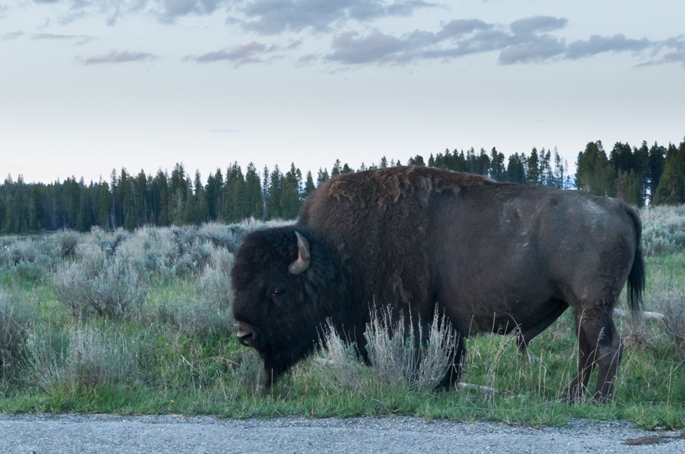 Yellowstone