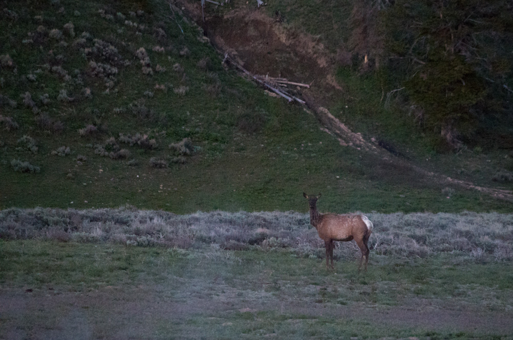 Yellowstone