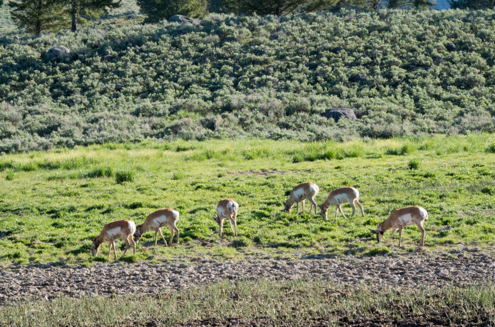 Yellowstone