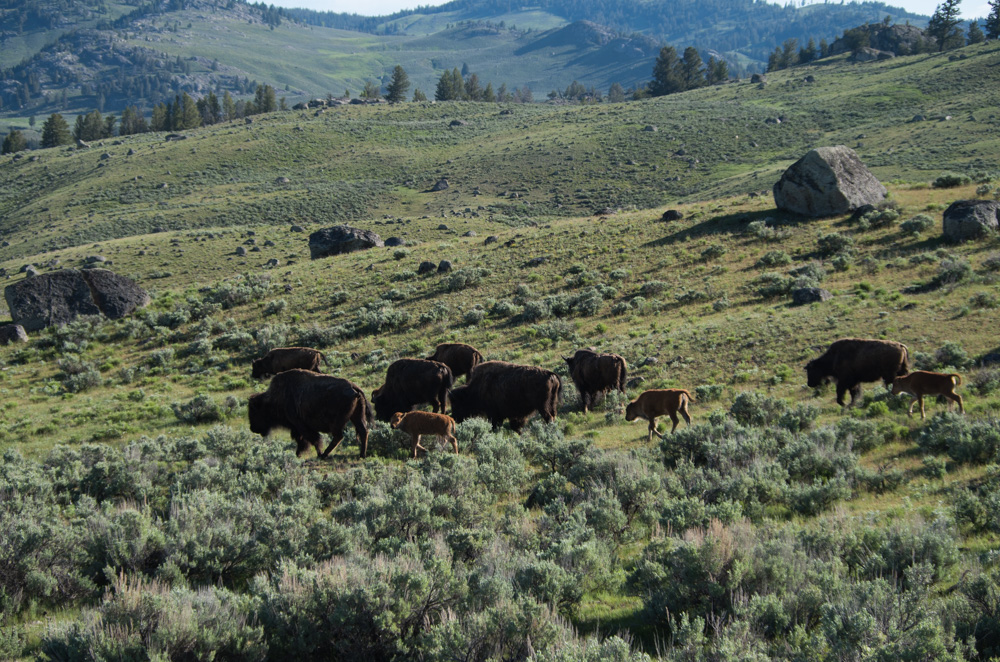 Yellowstone