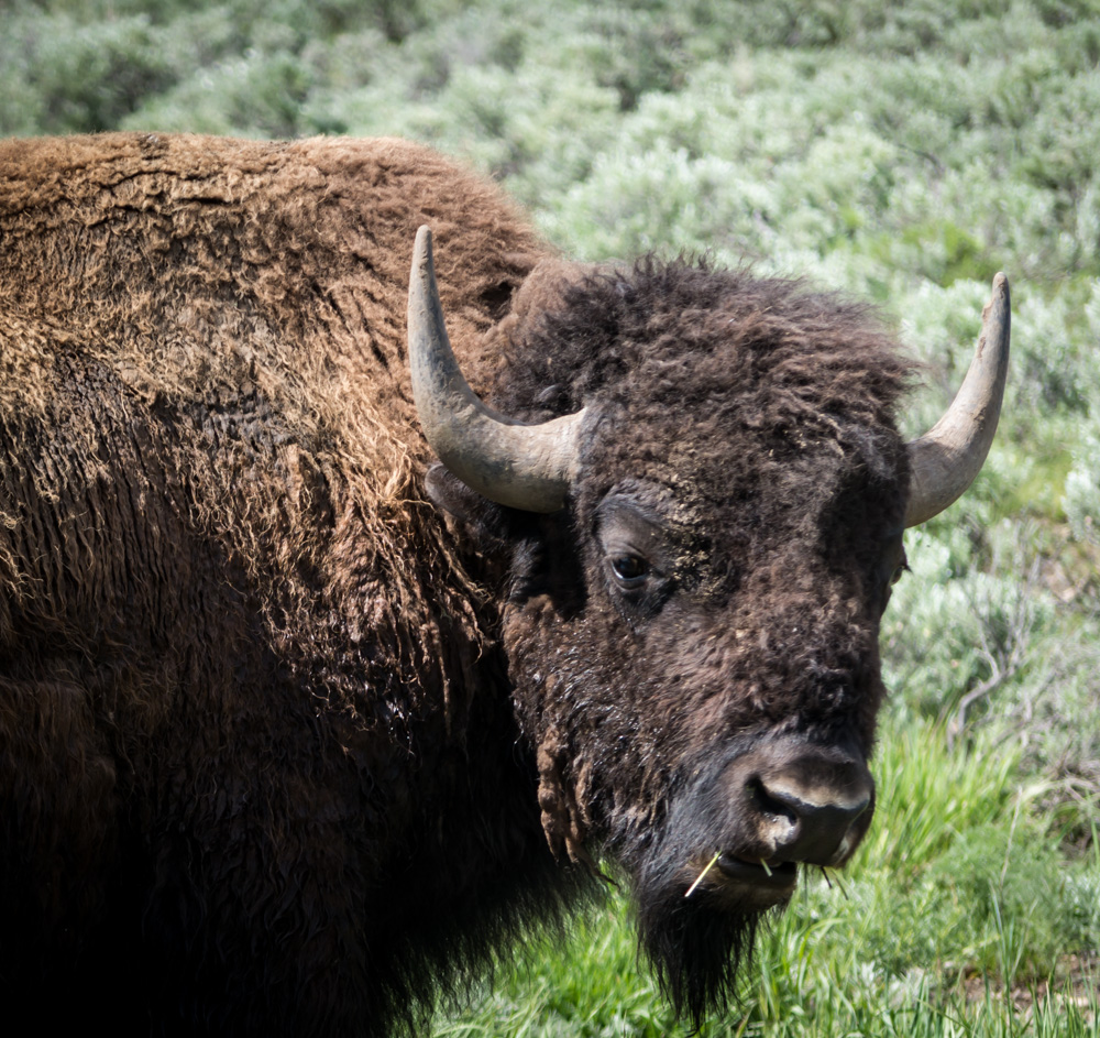 Yellowstone