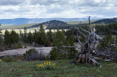 Yellowstone