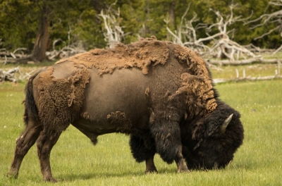 Yellowstone