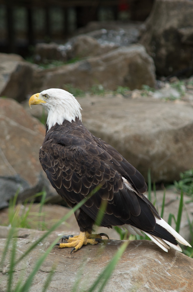 Eagle