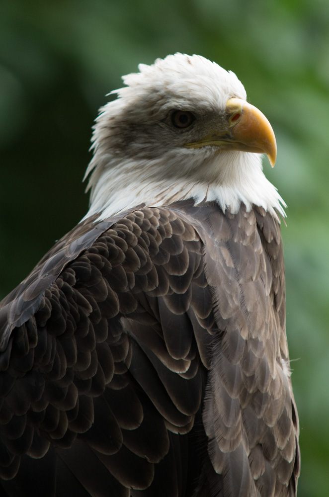 Eagle