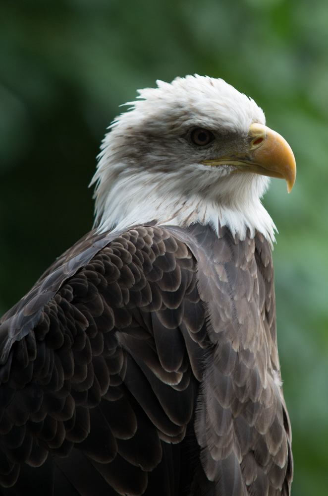 Eagle