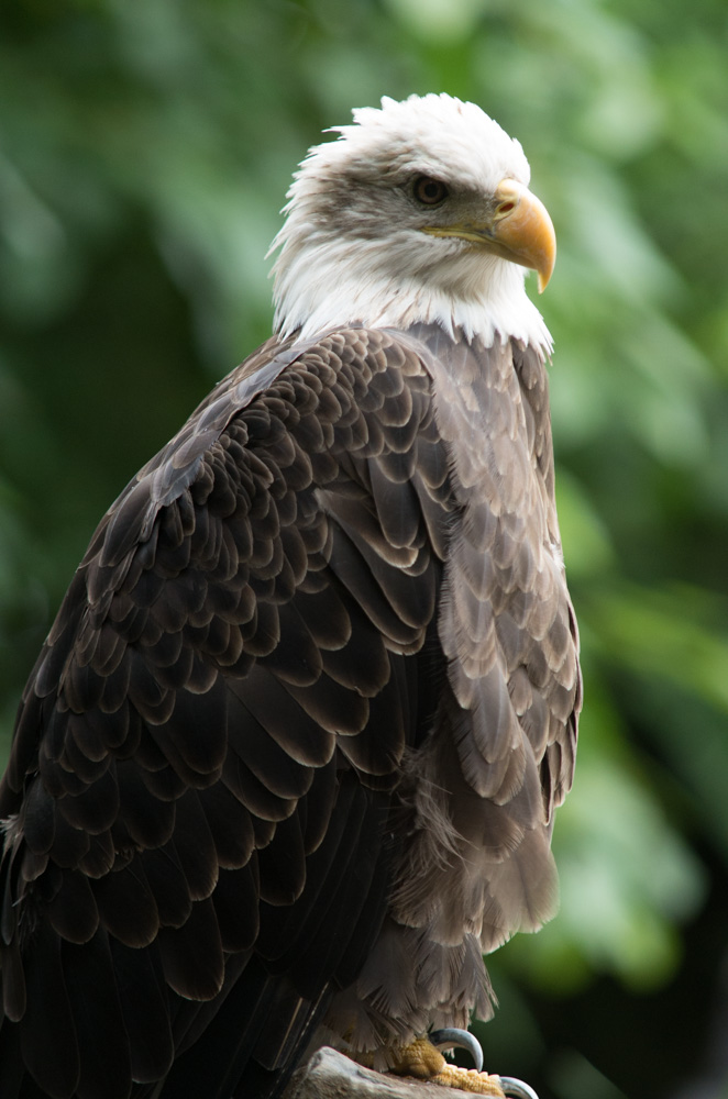 Eagle