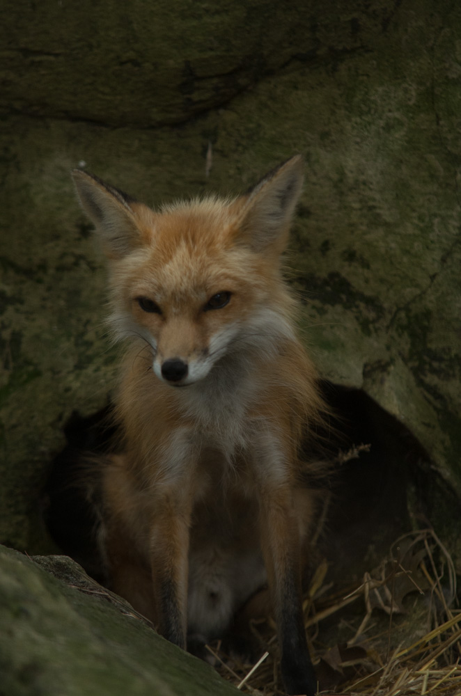 Fox