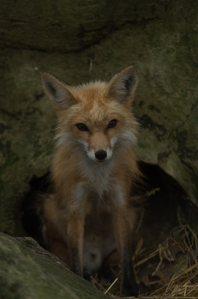 Fox