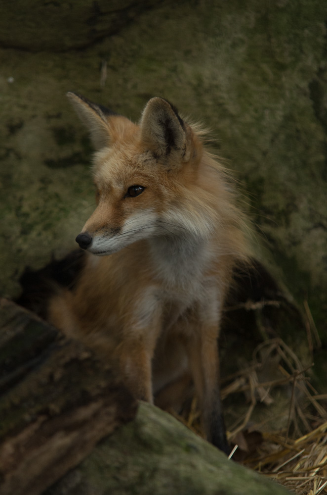 Fox