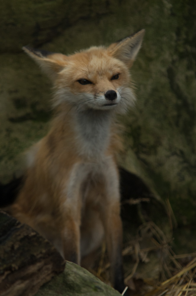 Fox