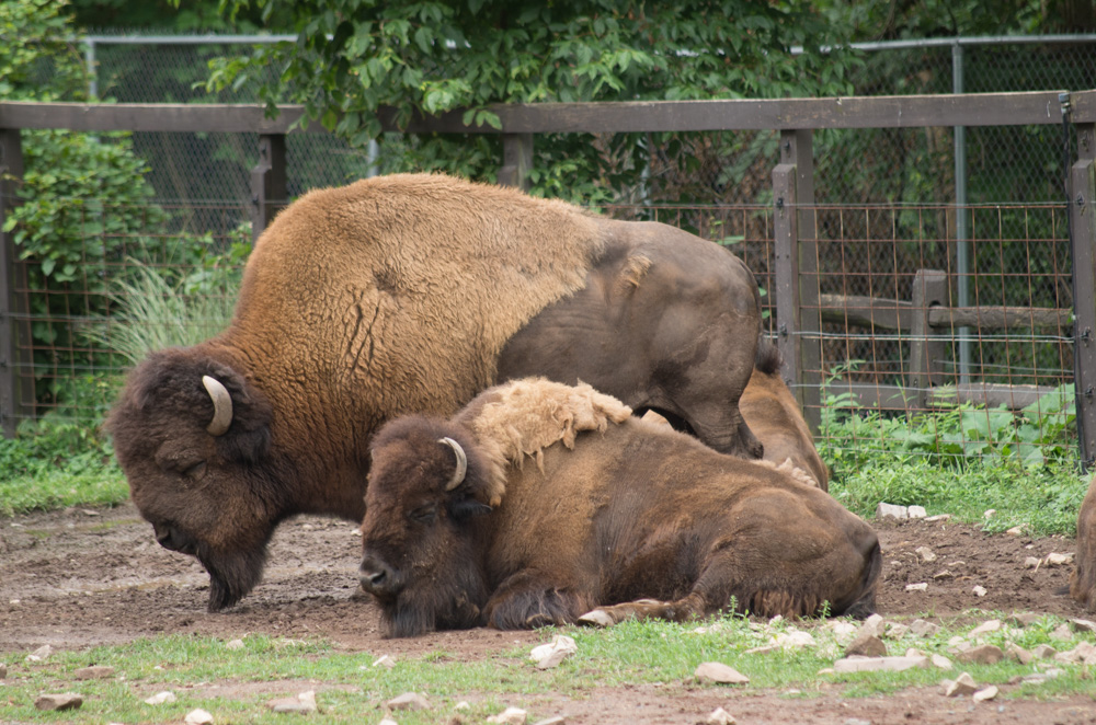 Buffalo