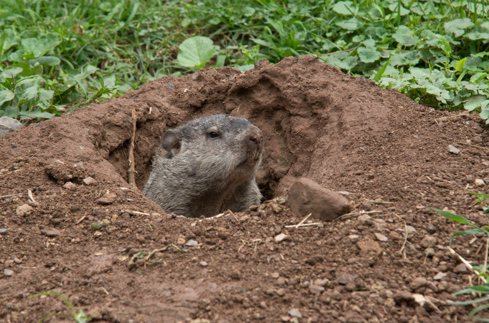 Ground Hog