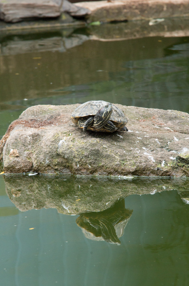 Turtles