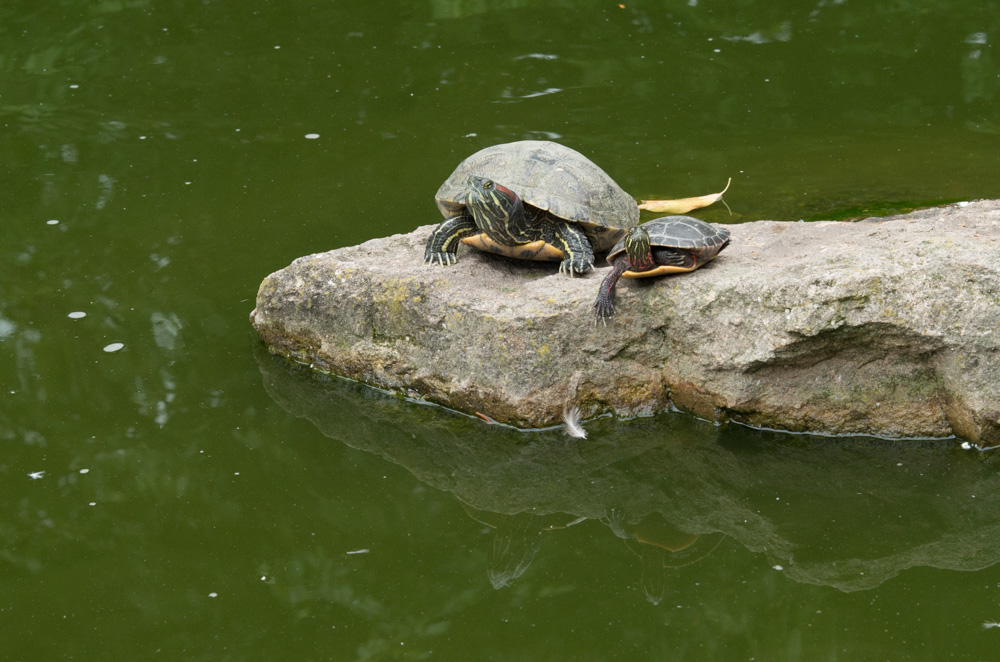 Turtles