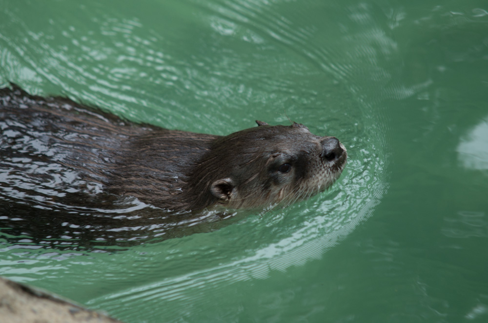 Otter
