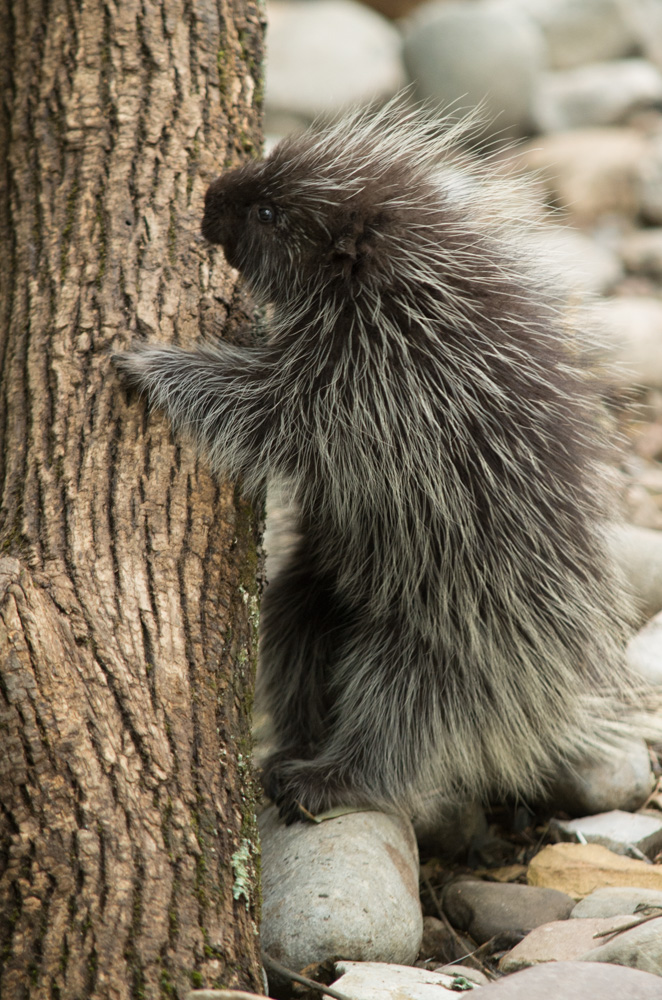 Porcupine