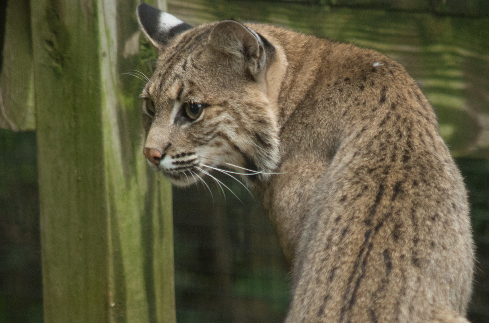 Bobcat