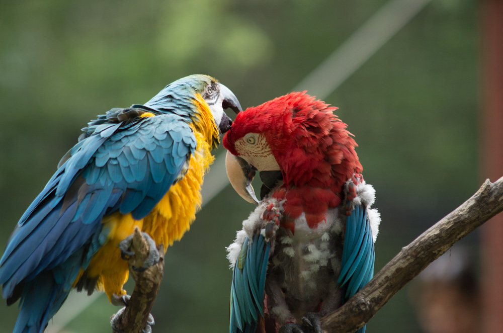 Parrots