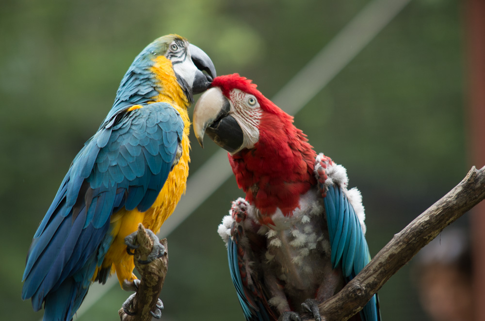 Parrots