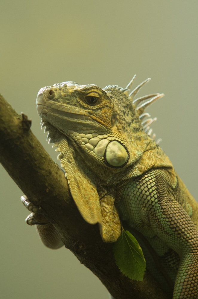 Iguana