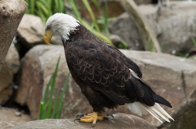 Eagle