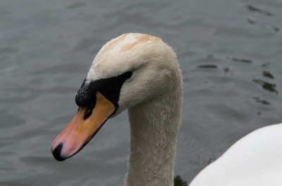 Swan