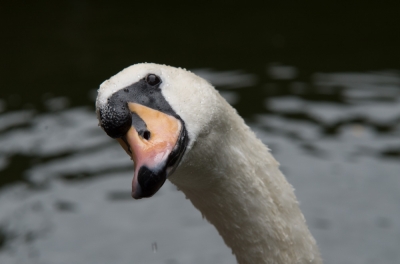 Swan