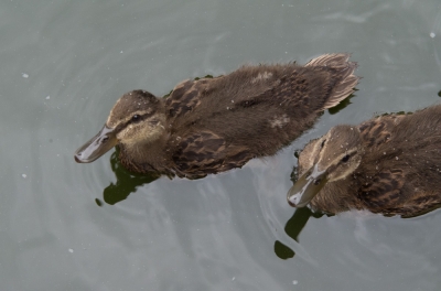 Ducks