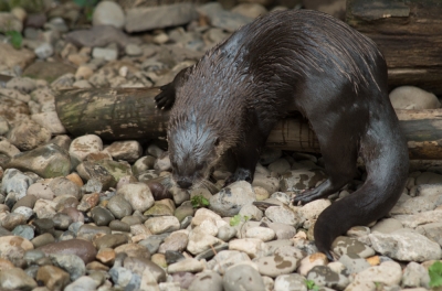 Otter