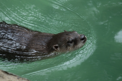 Otter