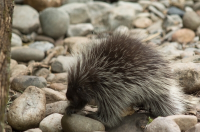 Porcupine