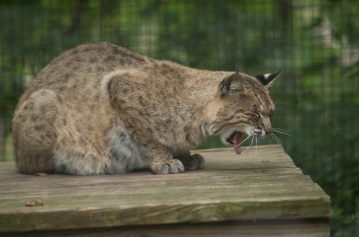 Bobcat