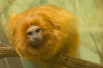 Lion Monkey